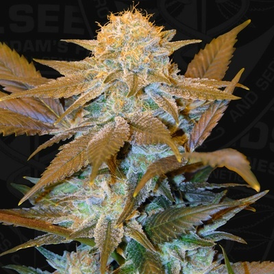T.H. Seeds Critical HOG semienka neobsahujú THC 2 ks