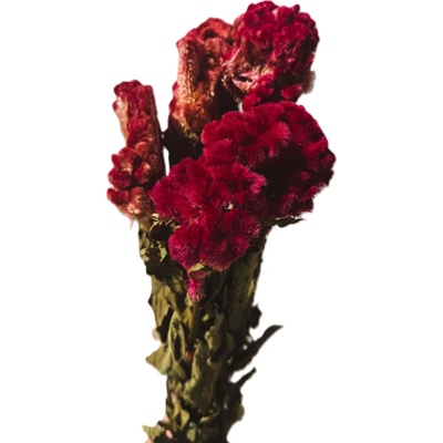 Sušená Celosia cristata (Nevadlec hřebenitý) 200 g