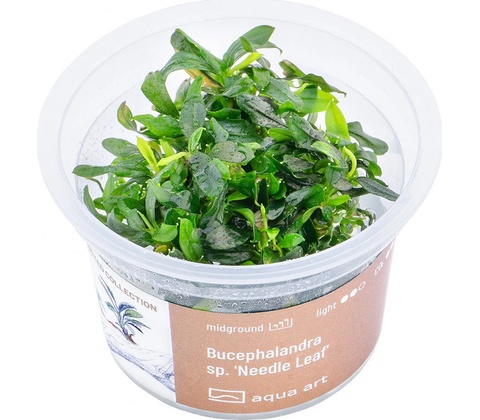 Bucephalandra sp. Needle Leaf