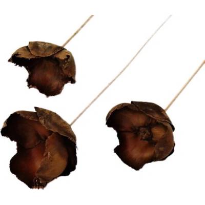 palm cap natural na stopce, cena za 10 ks