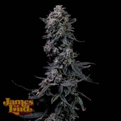 James Loud Genetics Bumpboxx Kush semena neobsahují THC 3 ks