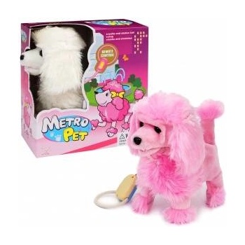 Trifox Poodle dog walking on a leash MIX