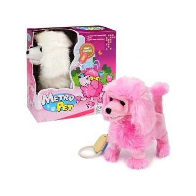 Trifox Poodle dog walking on a leash MIX