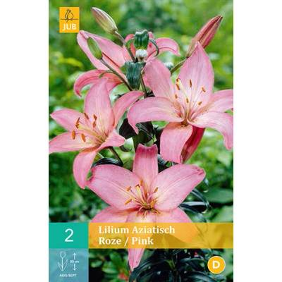 Jub Lilie Asiatic Pink "C" 2 ks