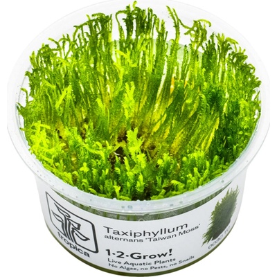 Taxiphyllum alternans - Taiwan moss