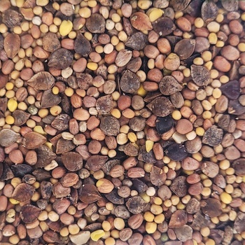 Zmes rastlín POPLON RYCHLO RASTÚCE semená 1000 g