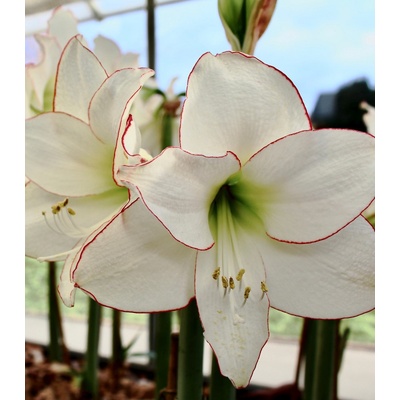 Hvězdník Picotee Hippeastrum prodej cibulovin 1 ks