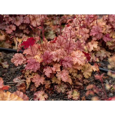 Heuchera World Caffe Amaretto, kont. 0,5 l