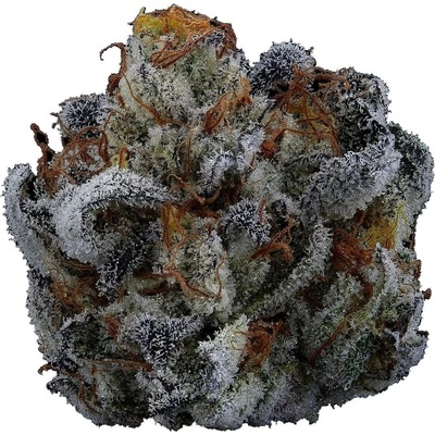 Highbreed Seeds Gary Rainbow Road Auto semienka neobsahujú THC 12 ks