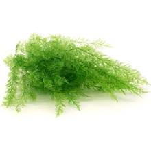 Stabilizovaná papraď Air svetlo zelená ( Sertularia )