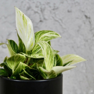 Philodendron Peridot baby