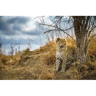 DIMEX ART Флизелинов фототапет див леопард 375 x 250 см