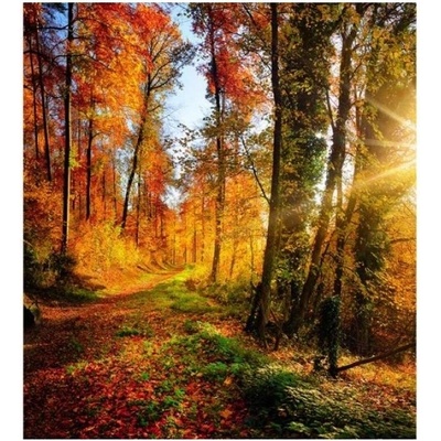 DIMEX ART Флизелинов фототапет разходка в гората 225 x 250 см