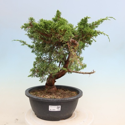 e-bonsai Venkovní bonsai - Juniperus chinensis Itoigawa-Jalovec čínský