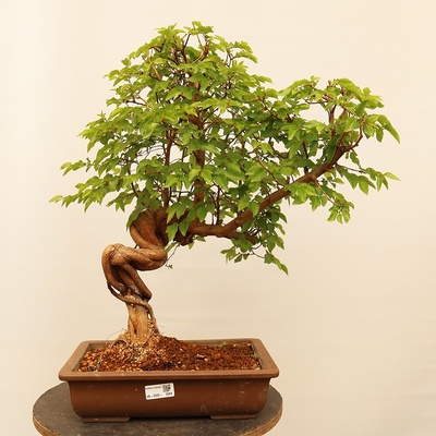 e-bonsai Venkovní bonsai -Carpinus Coreana - Habr korejský