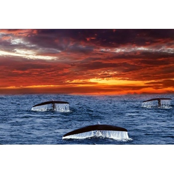 DIMEX ART s. r. o Флизелинов фототапет опашки на китове 375 x 250 см