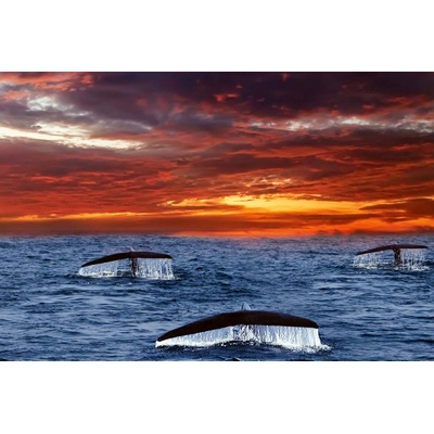 DIMEX ART Флизелинов фототапет опашки на китове 375 x 250 см