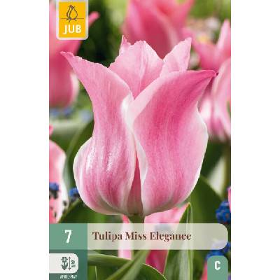 Tulipán Miss Elegance
