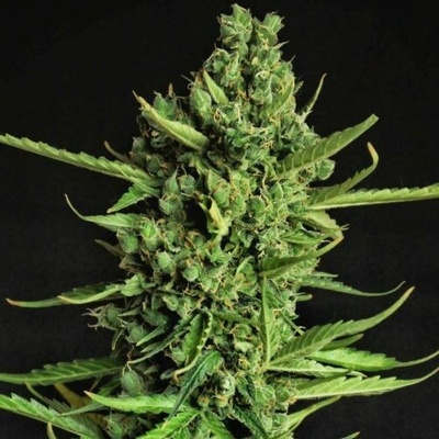 Doctors Choice Devotchka Auto Semienka neobsahujú THC 1 ks