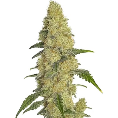 Blimburn Seeds Gorilla Glue #4 Fast semienka neobsahujú THC 3 ks