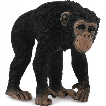 Collecta Šimpanz samica