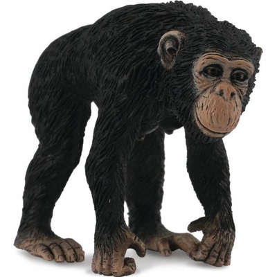 Collecta Šimpanz samica