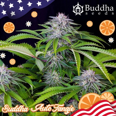 Buddha Seeds Auto Tangie semena neobsahuji THC 25 ks