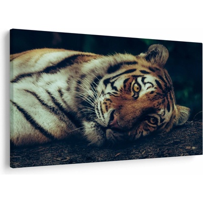 Obraz - Tygr Sibiřský, jednodílný 150x100 cm – Hledejceny.cz