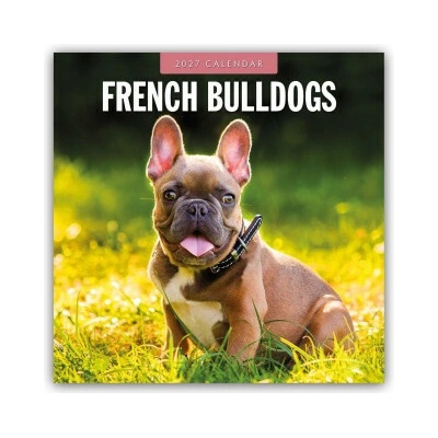 French Bulldogs Französische Bulldoggen 16-Monats 2027
