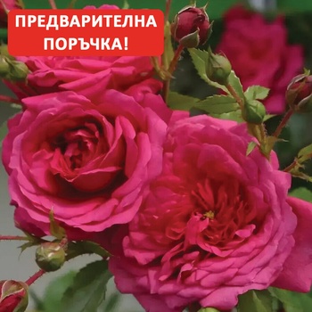 Kordes® Роза Laguna® - Kordes®