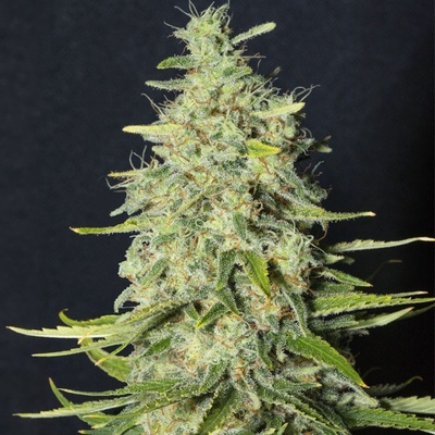 Eva Seeds Monster CBD semena neobsahují THC 3 ks