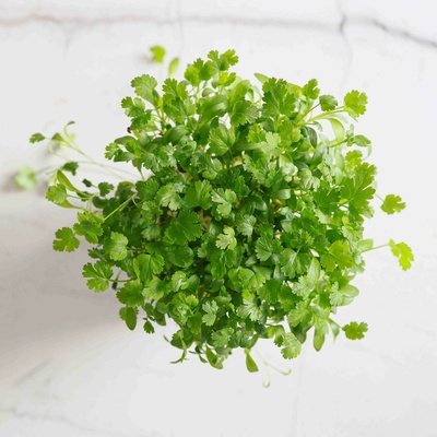 semínka na klíčky a microgreens Koriandr Váha: 100 g