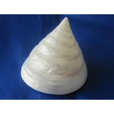 Dijk Natural Collection Mušle Troca salzeticus Pearl 1 ks