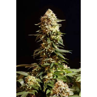 Kannabia Seeds La Blanca semena neobsahují THC 10 ks