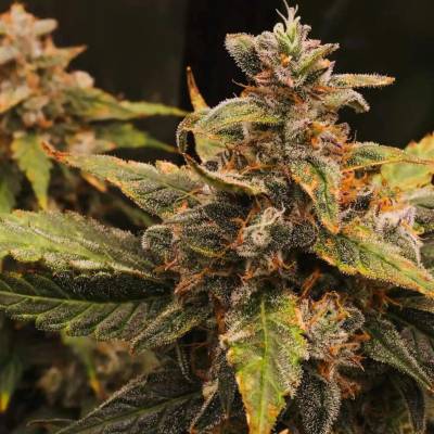 Tastebudz Orange Cookies AUTO semena neobsahují THC 3 ks