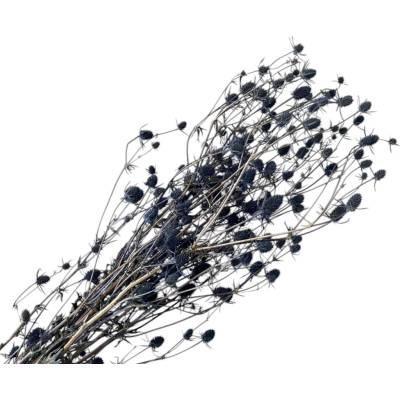 FLOWERIO Sušený bodliak Eryngium 100g - modré
