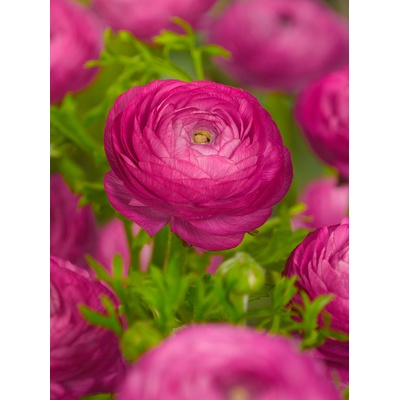 Pryskyřník 'Ranunculus pink' 3 ks – Zboží Mobilmania