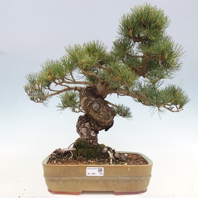 e-bonsai Venkovní bonsai - Pinus parviflora - Borovice drobnokvětá