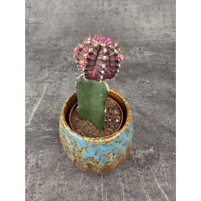 Kaktus Gymnocalycium fialový