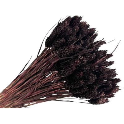 FLOWERIO Sušená tráva Phalaris - Chrastica 80g - čiernohnedá