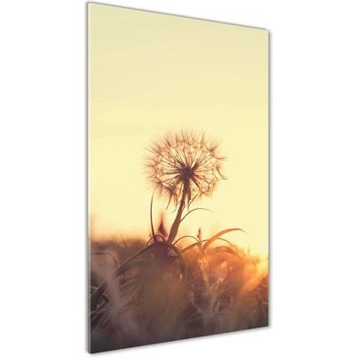Vertikálny foto obraz fotografie na skle Púpava 50x100 cm