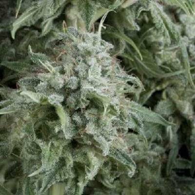Pyramid Seeds AUTO Anubis semena neobsahují THC 5 ks