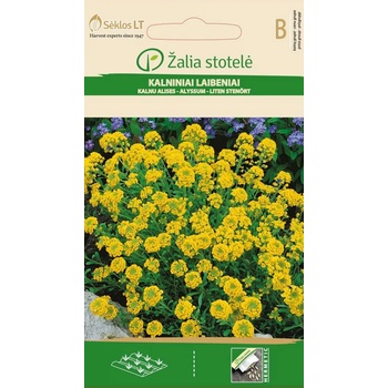 Image 1 of Seklos Алисум жълт Alyssum montanum