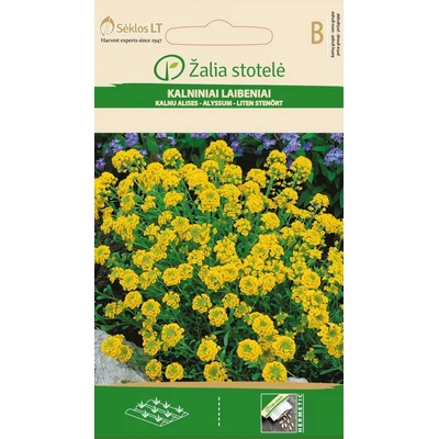 Seklos Алисум жълт Alyssum montanum