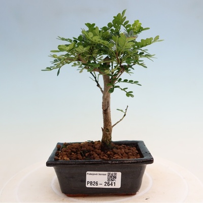 e-bonsai Pokojová bonsai - Zantoxylum piperitum - pepřovník
