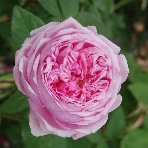  Роза Comte de Chambord® (Madame Boll)
