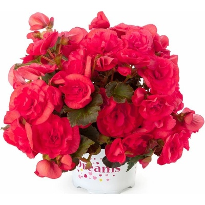 Begónia Solenia Dark Pink