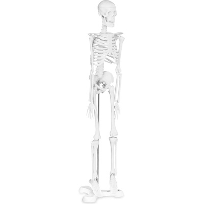 Physa Миниатюрен скелет - 45 см - мащаб 1: 4 (phy-sk-6)