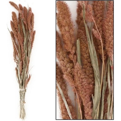 Setaria sušená zv. lososová 66x15x6CM