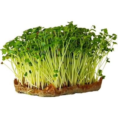 Hortus Ředkev Daikon – semínka pro pěstování Microgreens, 100 g